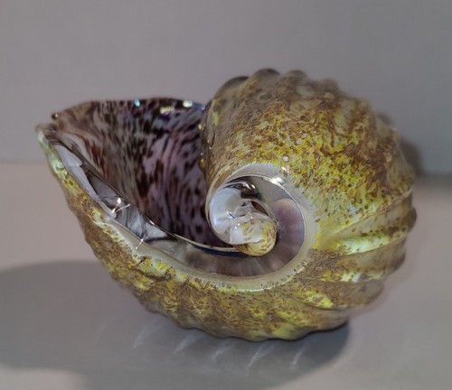 Art glass seashell - glass, sculpture