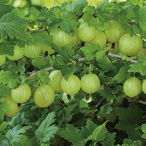 Suttons gooseberry invicta - gooseberry,