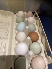 Sexing Indicator Magnet for All Hatching Eggs, day Old Chicks, Works Every Time,