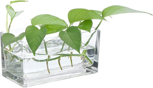 Patikil rectangular glass - patikil,