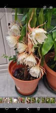 BRAHMA KAMAL ,QUEEN OF NIGHT FLOWER, LARGE 2 LTR POT WELL ROOTED, HOUSE PLANT