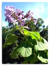 4litre size Paulownia tomentosa Fast Blue - hardy foxglove tree - 4ft inc. pot