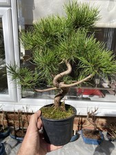Japanese Mountain Pine Bonsai