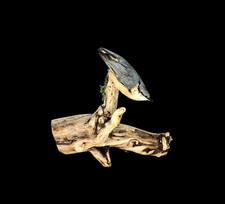 Taxidermy Eurasian Nuthatch