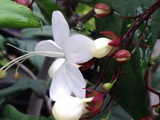 Light Bulbs Tropical Plant