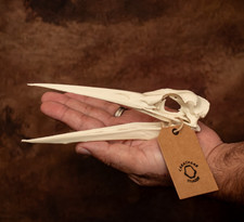 Grey Heron Skull Replica Model