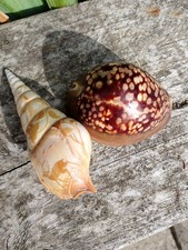 Seashells . 1x Engraved Tibia Fusus. 1x Tiger Cowrie