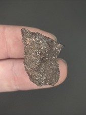 Triceratops Dinosaur Bone