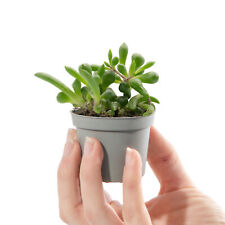 Baby String of Bananas Senecio