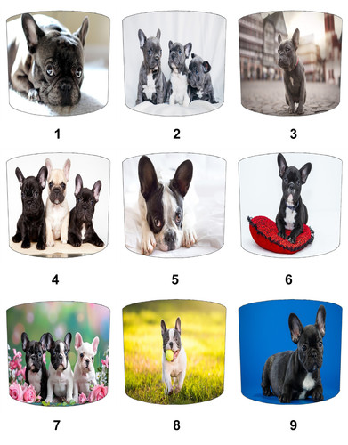French bulldog puppy - french,