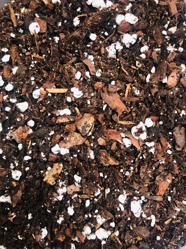 Clivia compost litre - compost., 3