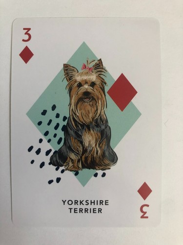 Yorkshire terrier toy dog top - toy,