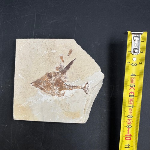Joinvillichthys kriweti fossil