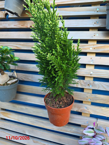 Cypress live - cypress,