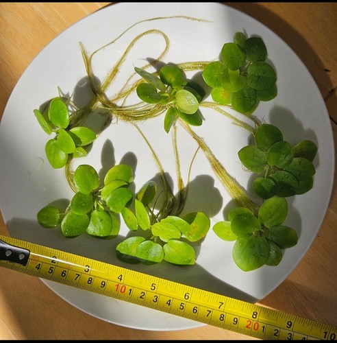 Premium amazon frogbit large - amazon,