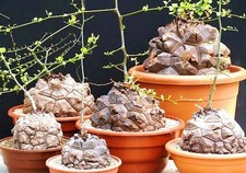  Dioscorea Elephantipes rare Testudinaria elephant foot yam Caudiciform 5 seeds