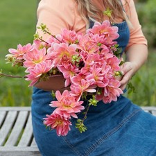Dahlia Tuber - Twiggy  -