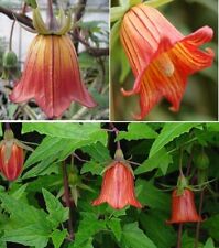 Canary Bellflower | Canarina Canariensis | 10+ Seeds | Rare | Same Day Dispatch