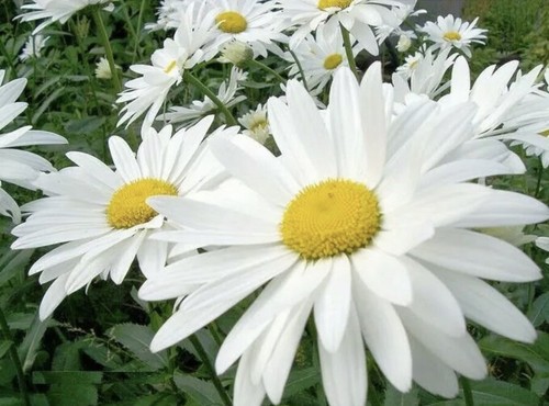 150 giant garden daisy - garden,
