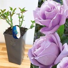 English Bush Rose Flower