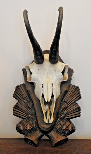 Vintage taxidermy chamois - vintage,