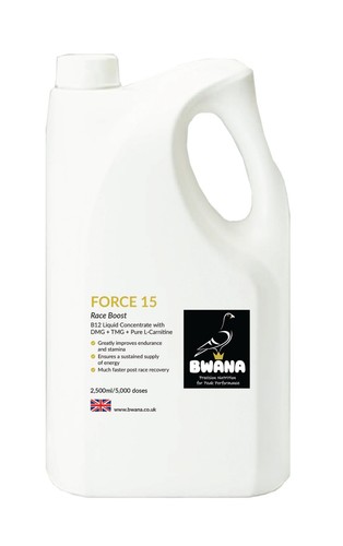 Bwana racing pigeon - 15,