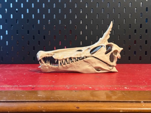 Spinosaurus mirabilis skull - spinosaurus,