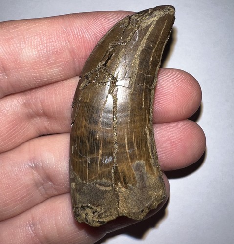 Monstr nanotyrannus fossil - monstr,