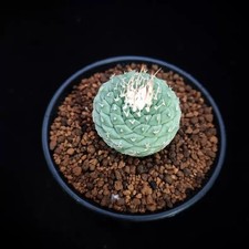 2CM Succulent Cactus Plant