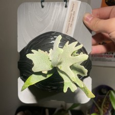 Platycerium Willinckii