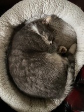 Mid 20th century oak hostess