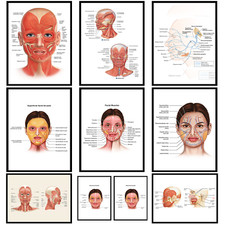 FACIAL FACE FATPAD ANATOMY
