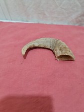SHEEP HORN/RAM  CROOK /SHEPHERD HANDLE IDEAL  FOR WALKING STICK MAKING