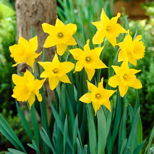 Narcissus daffodil king - narcissus,