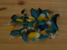 Blue gold macaw parrot body - blue,