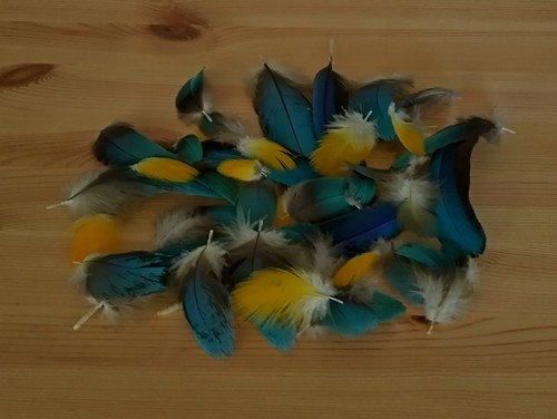 Blue gold macaw parrot - gold,