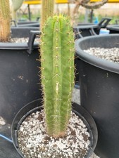 Polaskia Chichipe, nice large