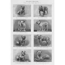 BULLDOG BEAUTIES - Antique Print 1895