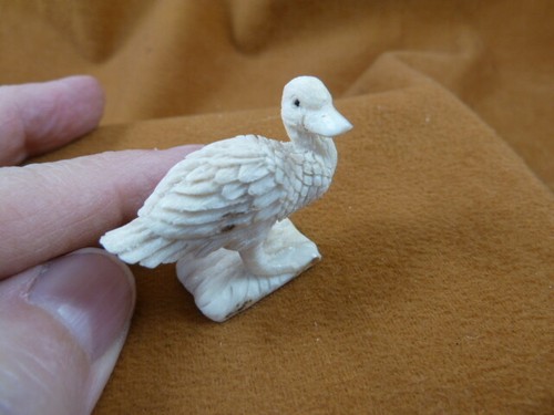 Little duck duckling - (duck-w5),