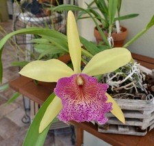 Blc. Keowee 'Newberry'