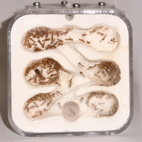 Ant nest farm with feeding - with,