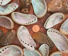 Natural Beach Shells Seashells Starfish Conch Cockle Art Craft Shell Stash Packs