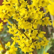 Forsythia ‘Lynwood’ –