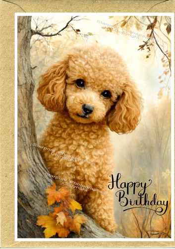Poodle apricot dog birthday - poodle,