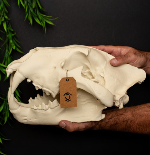 Lion skull replica life size - lion,
