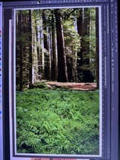 star wars endor forest no path