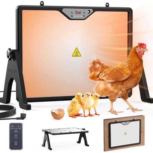 Plug chicken poultry - chicken, bird