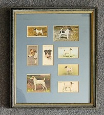 DOGS SMOOTHED HAIRED FOX TERRIERS Framed + Mounted Cig Cards L. 28 cm x H. 33 cm