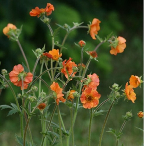 Geum totally tangerine - geum, 'totally
