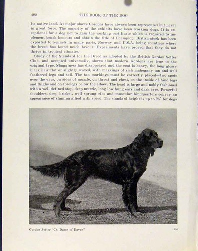 Original old antique print - original,